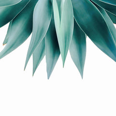 Agave fringe Cushion/Pillow