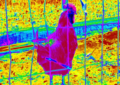 Chicken Modern Pop Art Canvas Print